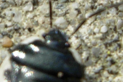 Tritomegas rotundipennis (Heteroptera, Cydnidae)